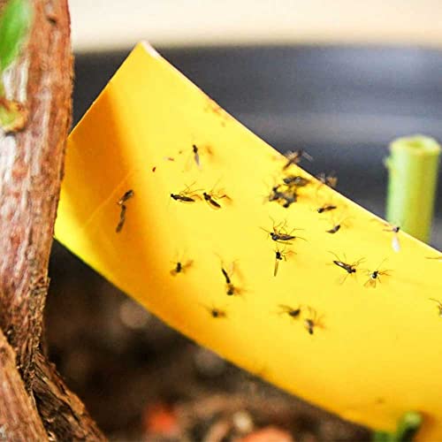 FIRST CHOICE KAYA Pesticide Free Fly Paper Strips Flies Trap Indoor Outdoor Use Sticky Fly Catcher for Insects Moths Mosquitoes Sold by KAYA LTD (8)