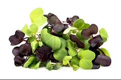 Nature’s Root Organic Radish Mix 125g - Microgreen Sprouting Seeds   Radish Sprouts   Healthy Superfood   Easy to Sprout   Resealable Pack