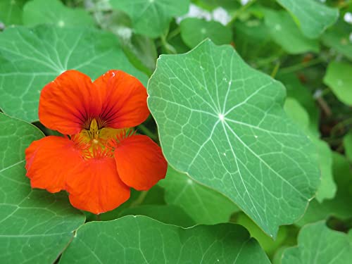 Jamieson Brothers® Nasturtium Tom Thumb Flower Seeds (Approx. 18 Seeds) - Grow Beautiful Flowers at Home Or at The Allotment to Attract Pollinators and Add Colour and Fragrance