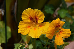 Jamieson Brothers® Nasturtium Tom Thumb Flower Seeds (Approx. 18 Seeds) - Grow Beautiful Flowers at Home Or at The Allotment to Attract Pollinators and Add Colour and Fragrance