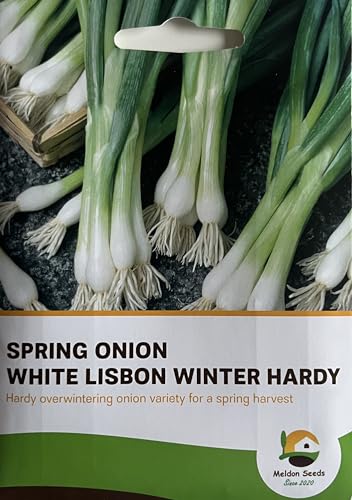 White Lisbon Spring Onion Seeds Winter Hardy, 600 Seeds for Planting in Gardens, Pots & Allotments – Suitable for Indoor & Outdoor Planting – Packed in The UK by Meldon Seeds