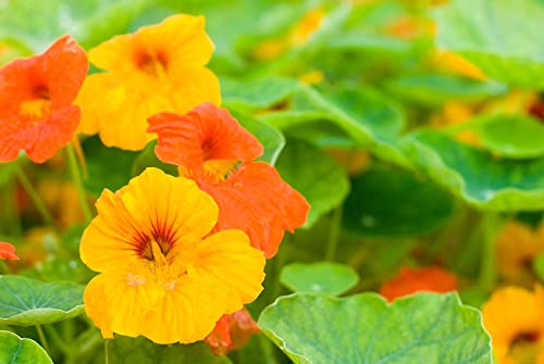 Jamieson Brothers® Nasturtium Tom Thumb Flower Seeds (Approx. 18 Seeds) - Grow Beautiful Flowers at Home Or at The Allotment to Attract Pollinators and Add Colour and Fragrance