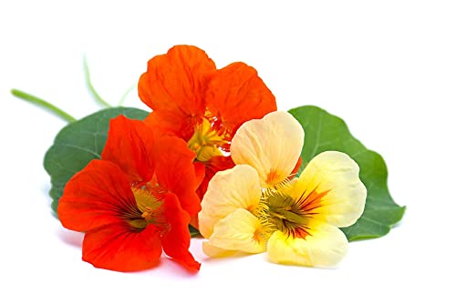 Jamieson Brothers® Nasturtium Tom Thumb Flower Seeds (Approx. 18 Seeds) - Grow Beautiful Flowers at Home Or at The Allotment to Attract Pollinators and Add Colour and Fragrance