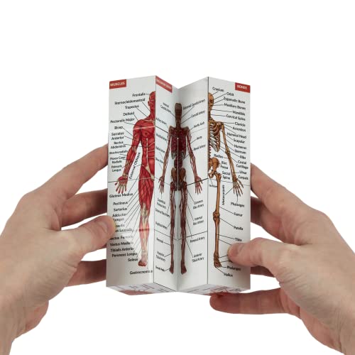 Human Anatomy Study Cube   Study 9 Parts of The Human Body   Perfect Anatomy Revision Guide   Addictive Anatomy Model Cube   Great Gift For Nurse, Dentist, Medical Students