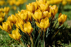 Oliwier's Bulbs 20 x Crocus Species Mixed Spring Flowering Bulbs Botanical Dwarf Early Flowers Ready for Planting Now, Yellow,Green,White,Purple