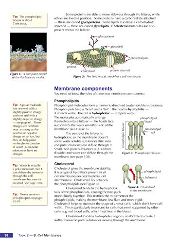 A-Level Biology for AQA: Year 1 & 2 Student Book with Online Edition: course companion for the 2024 and 2025 exams (CGP AQA A-Level Biology)