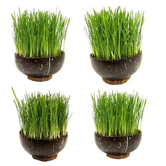 Cat Grass Seeds 150g   UK Grown Organic Wheatgrass Seeds   Cat Grass for Indoor Cats  Cat Grass for Outdoor Cats