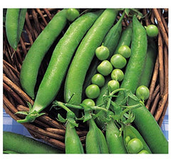 PREMIER SEEDS DIRECT - PEA - METEOR - DWARF FIRST EARLY - 250 FINEST SEEDS