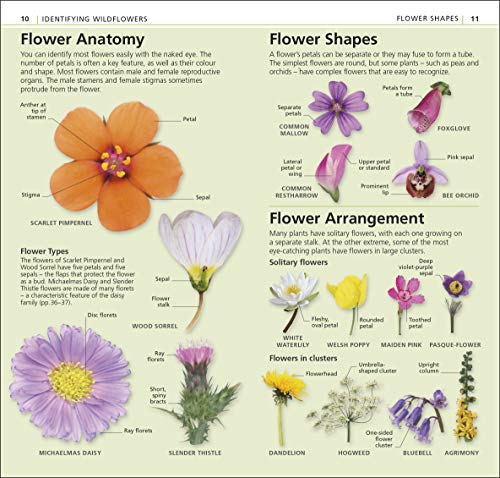 What's that Flower?: The Simplest ID Guide Ever