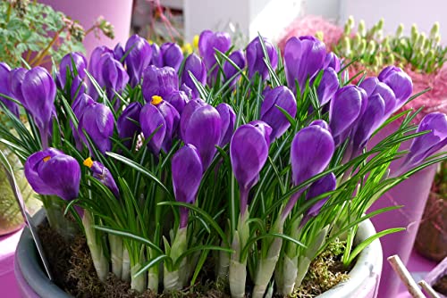 Oliwier's Bulbs 20 x Crocus Species Mixed Spring Flowering Bulbs Botanical Dwarf Early Flowers Ready for Planting Now, Yellow,Green,White,Purple