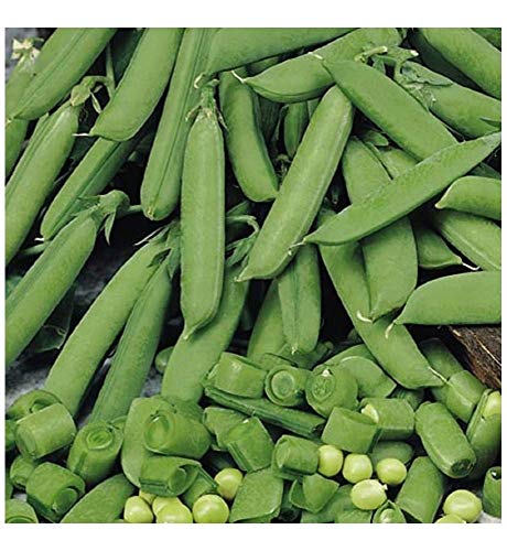 PREMIER SEEDS DIRECT - PEA - SUGAR SNAP PEA - DELIKETT - 250 SEEDS