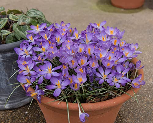 Oliwier's Bulbs 20 x Crocus Species Mixed Spring Flowering Bulbs Botanical Dwarf Early Flowers Ready for Planting Now, Yellow,Green,White,Purple