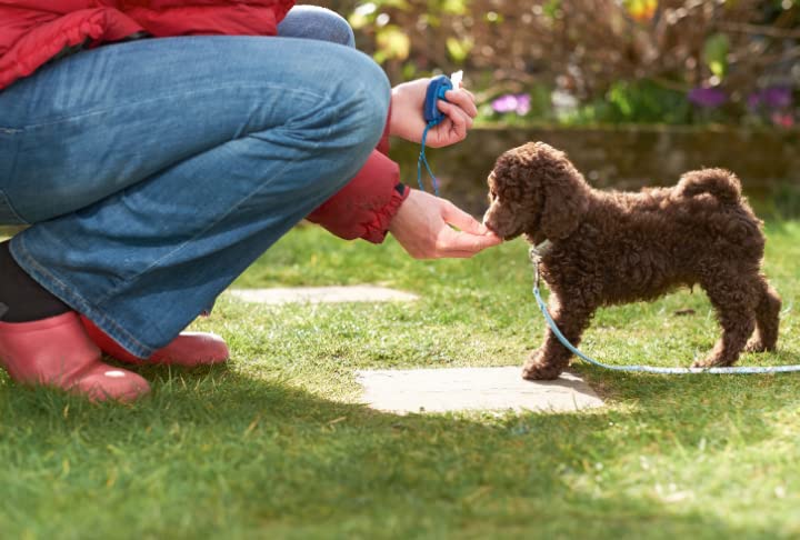 COACHIES Puppy Training Treats 75g, Chicken Flavour, Semi-Moist Low Calorie Dog Training Treat Reward, Soft & Healthy Treats, Perfect to use with Clicker Training, Suitable Puppy Treats from 8 weeks