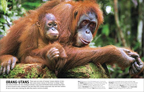 The Our World in Pictures The Animal Book: A Visual Encyclopedia of Life on Earth (DK Our World in Pictures)