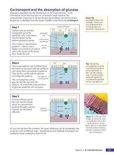 A-Level Biology for AQA: Year 1 & 2 Student Book with Online Edition: course companion for the 2024 and 2025 exams (CGP AQA A-Level Biology)