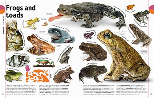 The Our World in Pictures The Animal Book: A Visual Encyclopedia of Life on Earth (DK Our World in Pictures)