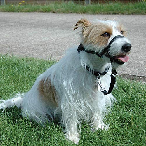 Halti Link One Size Fits All, Perfect to use on Headcollar and Optifit Headcollar, Dog Harness to Collar Safety Link strap, Easy to Use, Professional Training Aid for Dogs