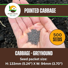 Greyhound Cabbage Seeds – 500 Cabbage Seeds for Planting – Suitable for Indoor & Outdoor Planting in Containers or Soil in The Allotment, Vegetable Plot or Garden – Packed in The UK by Meldon Seeds