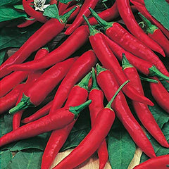 Simply Garden Chilli Cayenne Hot Vegetable Fruit Seeds Grow Your Own Garden