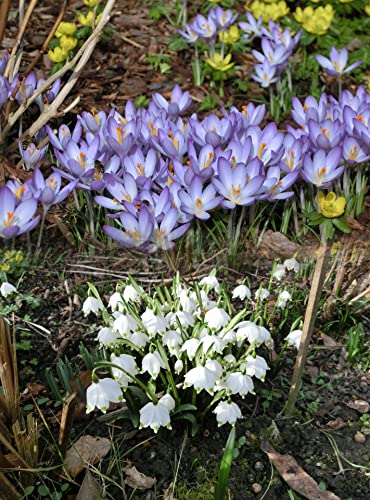 Oliwier's Bulbs 20 x Crocus Species Mixed Spring Flowering Bulbs Botanical Dwarf Early Flowers Ready for Planting Now, Yellow,Green,White,Purple