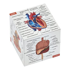 Human Anatomy Study Cube   Study 9 Parts of The Human Body   Perfect Anatomy Revision Guide   Addictive Anatomy Model Cube   Great Gift For Nurse, Dentist, Medical Students