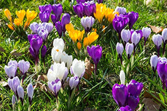 Oliwier's Bulbs 20 x Crocus Species Mixed Spring Flowering Bulbs Botanical Dwarf Early Flowers Ready for Planting Now, Yellow,Green,White,Purple