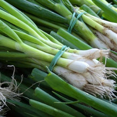 White Lisbon Spring Onion Seeds Winter Hardy, 600 Seeds for Planting in Gardens, Pots & Allotments – Suitable for Indoor & Outdoor Planting – Packed in The UK by Meldon Seeds