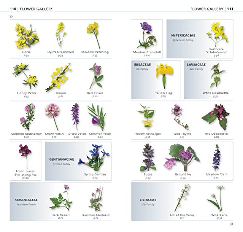 What's that Flower?: The Simplest ID Guide Ever