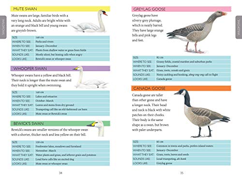 National Trust: Out and About Bird Spotter - A children's guide to over 100 different birds