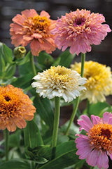 Mr Fothergill’s Seeds Ltd Zinnia Peaches & Cream Mixed Flower Seeds, Pink/White/Salmon