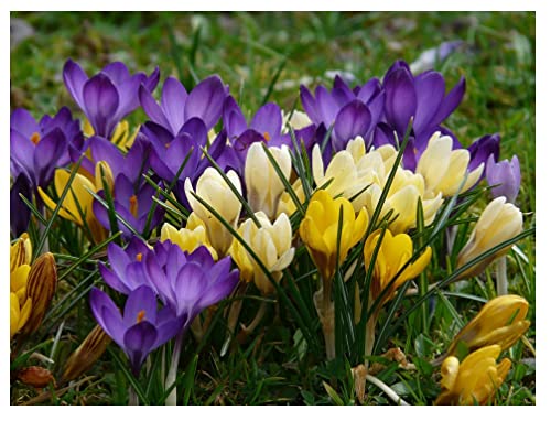 Oliwier's Bulbs 20 x Crocus Species Mixed Spring Flowering Bulbs Botanical Dwarf Early Flowers Ready for Planting Now, Yellow,Green,White,Purple