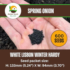 White Lisbon Spring Onion Seeds Winter Hardy, 600 Seeds for Planting in Gardens, Pots & Allotments – Suitable for Indoor & Outdoor Planting – Packed in The UK by Meldon Seeds