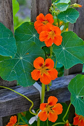 Jamieson Brothers® Nasturtium Tom Thumb Flower Seeds (Approx. 18 Seeds) - Grow Beautiful Flowers at Home Or at The Allotment to Attract Pollinators and Add Colour and Fragrance