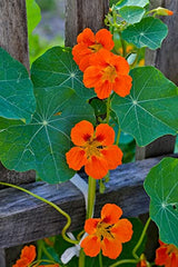 Jamieson Brothers® Nasturtium Tom Thumb Flower Seeds (Approx. 18 Seeds) - Grow Beautiful Flowers at Home Or at The Allotment to Attract Pollinators and Add Colour and Fragrance