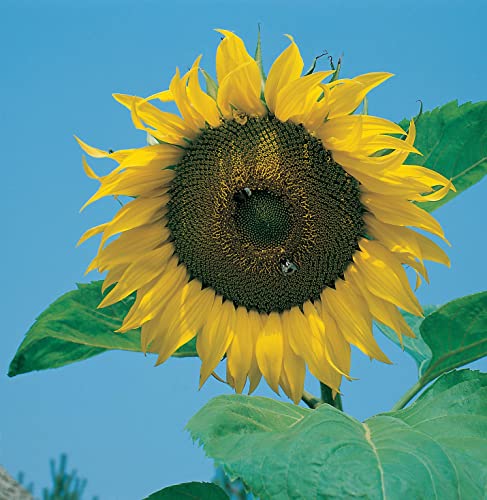 Mr Fothergill's 16054 Flower Seeds, Sunflower Giant Single