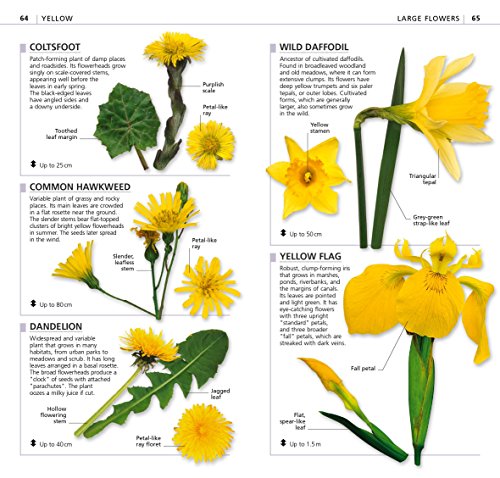 What's that Flower?: The Simplest ID Guide Ever