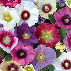 Hollyhock Halo Mixed Hardy Perennial Garden Flowering Easy to Grow Your Own Seeds (25 Seeds) by Thompson and Morgan