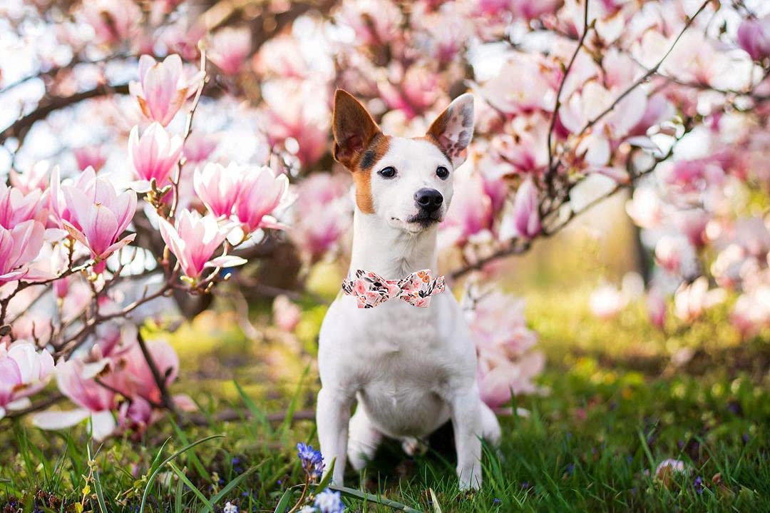 Elegant little tail Floral Dog Collar, Girl Pet Collar Comfortable Pink Dog Collar with Bow, Pet Collar Adjustable Soft Bowtie Dog Collars for X-Small Puppy