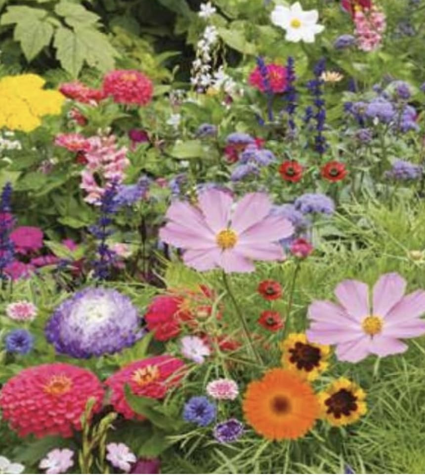 Wildflower Seed Mix - Premium Annual and Perennial Blend - Perfect for Gardens, Meadows, and Bouquets - Non-GMO and Pesticide-Free, No Grass, no Filler- (Bee Heaven)