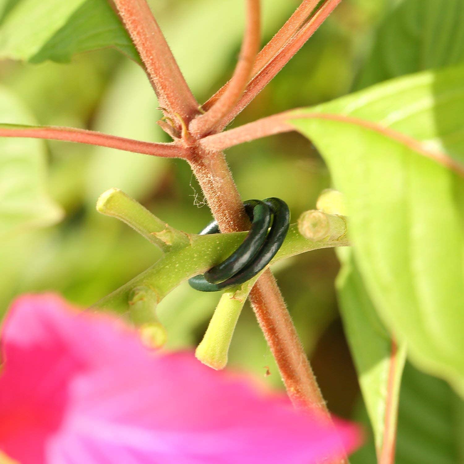 FIRST CHOICE KAYA 100 plastic coated garden plant rings gardening plant support secure clips Sold by KAYA LTD