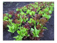 Premier Seeds Direct Lettuce - Gourmet - 1000 Seeds