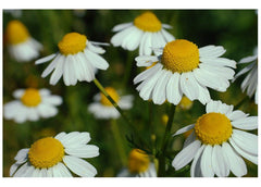 PREMIER SEEDS DIRECT - HERB - German Chamomile (MATRICARIA RECUITA) – 1.5GR ~ 18000 Seeds (Organic)