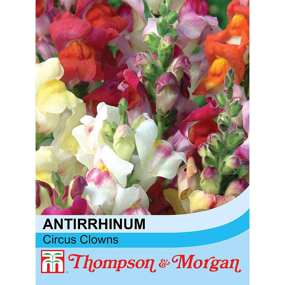 Antirrhinum majus ‘Circus Clowns’ (Snapdragon) Half-Hardy Annual 1 Packet (200 Seeds) by Thompson and Morgan