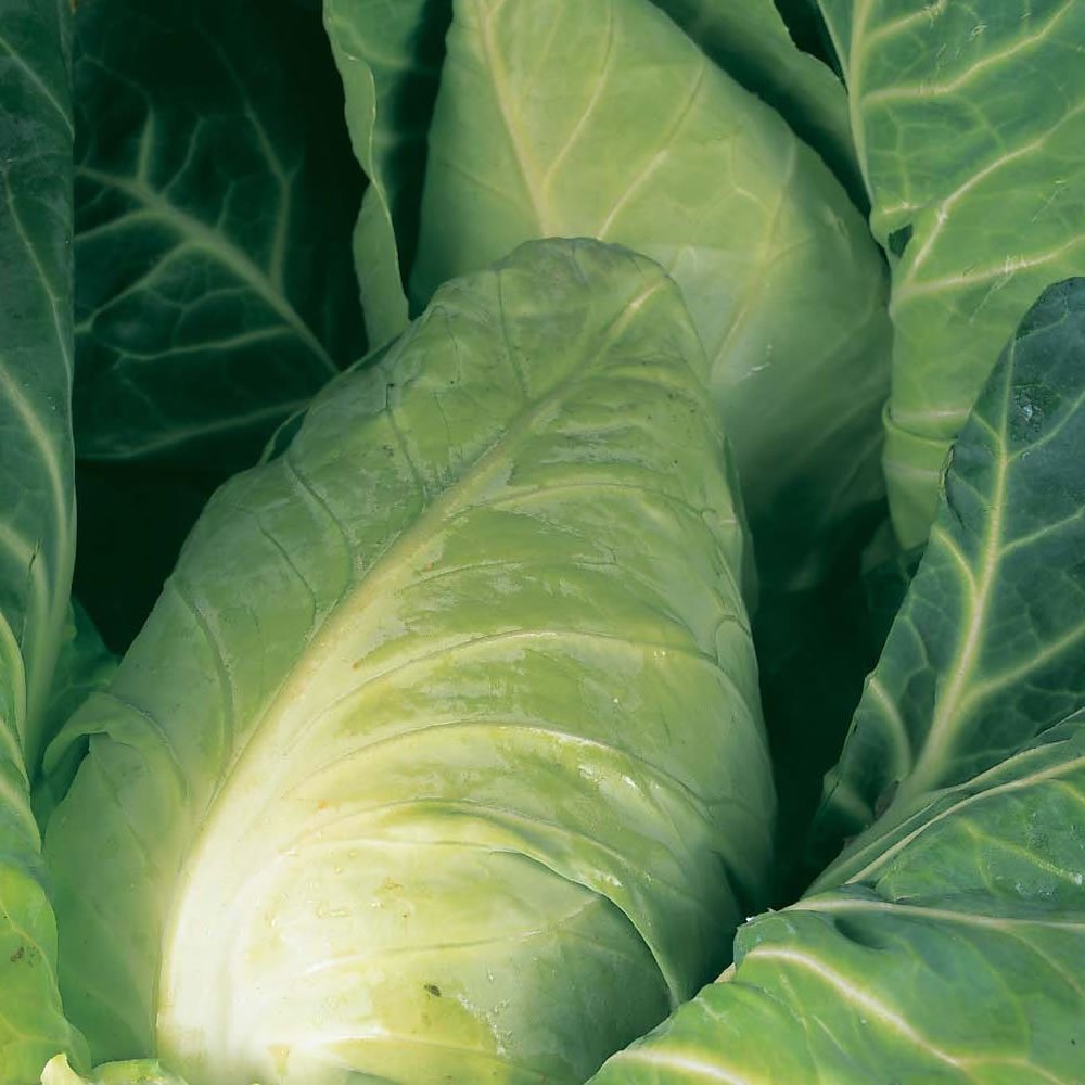 PREMIER SEEDS DIRECT - Cabbage Durham Early 10 GRAM ~ 3500 Finest Seeds Spring Greens