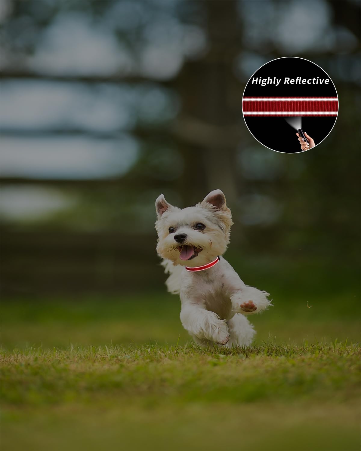 TagMe Reflective Nylon Dog Collars, Adjustable Classic Dog Collar with Quick Release Buckle for Puppy, Red, 1.0 cm Width