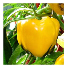 PREMIER SEEDS DIRECT - Organic Sweet Pepper Quadrato D'ASTI Yellow 60 Finest Seed