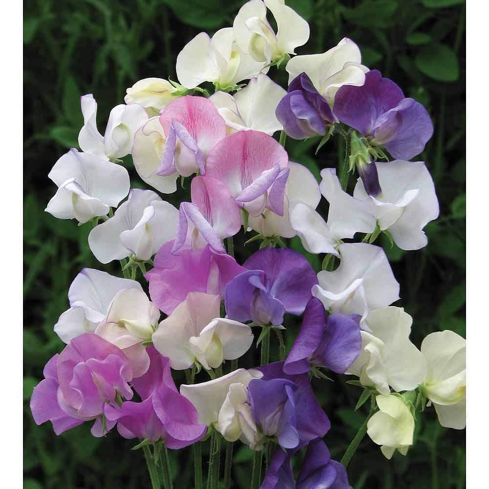 Sweet Pea 'Scent Infusion' Seeds Lathyrus odoratus Hardy Annual Flowering Garden Plants Scented Blooms Easy to Grow Your Own 1 Packet of 32 Seeds by Thompson and Morgan