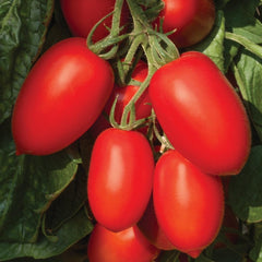 PREMIER SEEDS DIRECT - Tomato Plum NAGINA - 10 Seeds - Blight Resistant