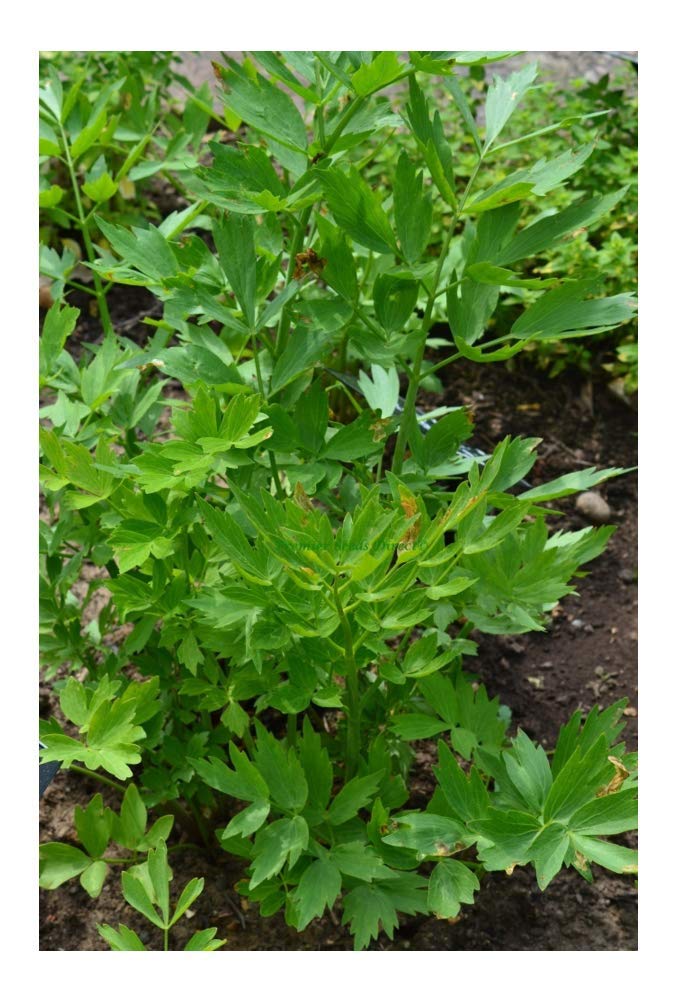 PREMIER SEEDS DIRECT - HERB - Lovage - LEVISTICUM OFFICINALE - 700 Seeds