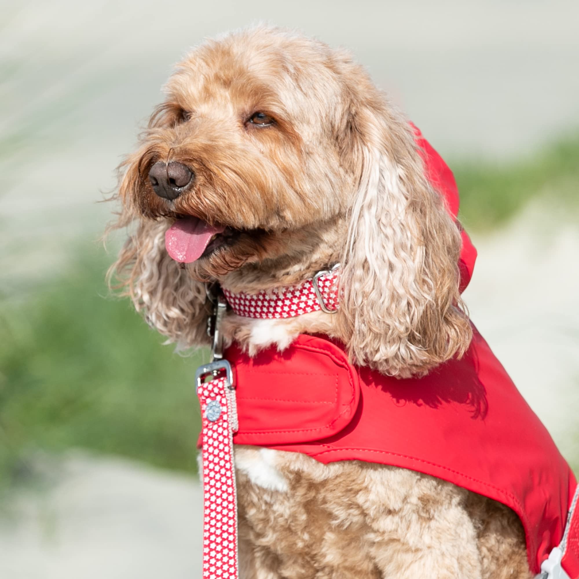 HUGO & HUDSON Nylon Dog Collar with Quick Release Safety Buckle, Red Star, XS